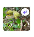 野鳥写真スタンプ2【鳥見の言葉】（個別スタンプ：20）