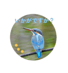 野鳥写真スタンプ2【鳥見の言葉】（個別スタンプ：22）