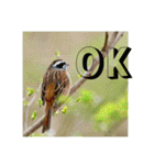 野鳥写真スタンプ2【鳥見の言葉】（個別スタンプ：23）