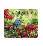 野鳥写真スタンプ2【鳥見の言葉】（個別スタンプ：26）
