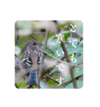 野鳥写真スタンプ2【鳥見の言葉】（個別スタンプ：27）