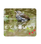野鳥写真スタンプ2【鳥見の言葉】（個別スタンプ：28）