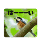 野鳥写真スタンプ2【鳥見の言葉】（個別スタンプ：29）