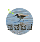 野鳥写真スタンプ2【鳥見の言葉】（個別スタンプ：30）