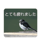 野鳥写真スタンプ2【鳥見の言葉】（個別スタンプ：31）