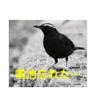 野鳥写真スタンプ2【鳥見の言葉】（個別スタンプ：33）
