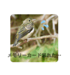 野鳥写真スタンプ2【鳥見の言葉】（個別スタンプ：34）