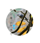 野鳥写真スタンプ2【鳥見の言葉】（個別スタンプ：35）