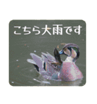 野鳥写真スタンプ2【鳥見の言葉】（個別スタンプ：36）