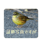 野鳥写真スタンプ2【鳥見の言葉】（個別スタンプ：37）