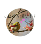 野鳥写真スタンプ2【鳥見の言葉】（個別スタンプ：38）