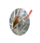 野鳥写真スタンプ2【鳥見の言葉】（個別スタンプ：39）