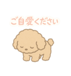 優しい言葉いっぱい❤️トイプーちゃん（個別スタンプ：1）