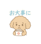 優しい言葉いっぱい❤️トイプーちゃん（個別スタンプ：20）