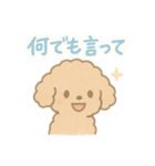 優しい言葉いっぱい❤️トイプーちゃん（個別スタンプ：21）