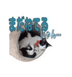 ねこのくちん Vol.1HD（個別スタンプ：1）