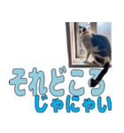 ねこのくちん Vol.1HD（個別スタンプ：2）