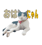 ねこのくちん Vol.1HD（個別スタンプ：3）