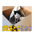 ねこのくちん Vol.1HD（個別スタンプ：4）