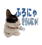 ねこのくちん Vol.1HD（個別スタンプ：6）