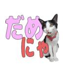 ねこのくちん Vol.1HD（個別スタンプ：7）