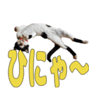 ねこのくちん Vol.1HD（個別スタンプ：8）