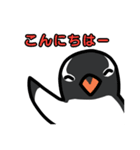 3種類のペンギン（個別スタンプ：2）