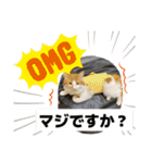 わが家のニャンTube☆4（個別スタンプ：1）