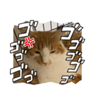 わが家のニャンTube☆4（個別スタンプ：2）