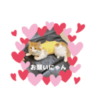 わが家のニャンTube☆4（個別スタンプ：3）
