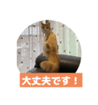 わが家のニャンTube☆4（個別スタンプ：4）