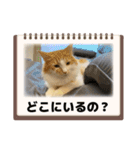 わが家のニャンTube☆4（個別スタンプ：5）