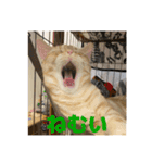 わが家のニャンTube☆4（個別スタンプ：6）