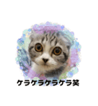 わが家のニャンTube☆4（個別スタンプ：7）