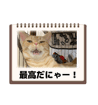 わが家のニャンTube☆4（個別スタンプ：8）