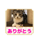 わが家のニャンTube☆4（個別スタンプ：9）