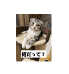 わが家のニャンTube☆4（個別スタンプ：10）