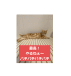 わが家のニャンTube☆4（個別スタンプ：12）