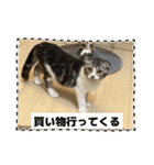 わが家のニャンTube☆4（個別スタンプ：13）