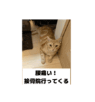 わが家のニャンTube☆4（個別スタンプ：14）