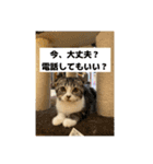 わが家のニャンTube☆4（個別スタンプ：15）