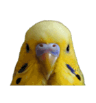 セキセイインコ とりちゃんの主張（個別スタンプ：1）