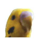 セキセイインコ とりちゃんの主張（個別スタンプ：2）