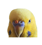 セキセイインコ とりちゃんの主張（個別スタンプ：3）