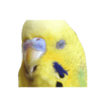 セキセイインコ とりちゃんの主張（個別スタンプ：4）