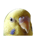 セキセイインコ とりちゃんの主張（個別スタンプ：5）