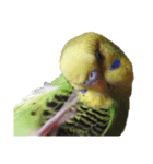 セキセイインコ とりちゃんの主張（個別スタンプ：6）