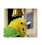 セキセイインコ とりちゃんの主張（個別スタンプ：7）