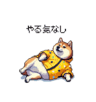 太っちょ柴犬の梅雨と初夏（個別スタンプ：1）