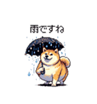 太っちょ柴犬の梅雨と初夏（個別スタンプ：7）